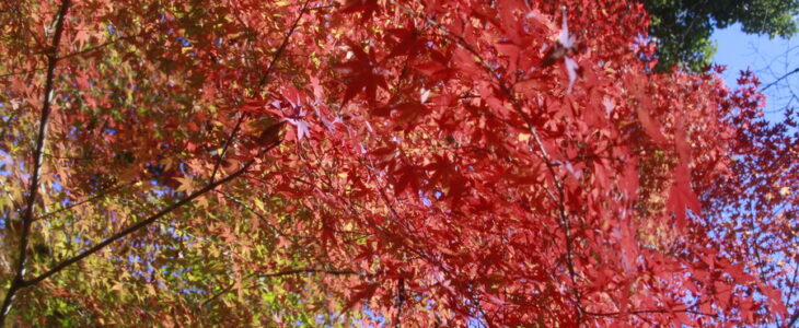 紅葉